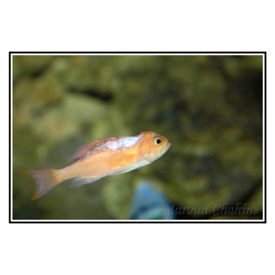 DTD HYBRID KANJAC #2.5