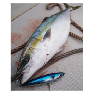 LAMPLE BAIT HAOLI PENCIL