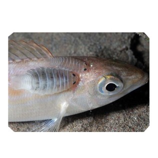 DTD RETRO BUKVA #2.5