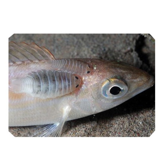 DTD RETRO BUKVA #3.0