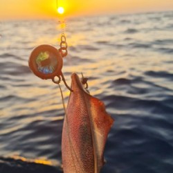 Ζόκες / Κοντοφύλακες